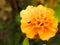 Fragrant orange blooming marigold flower