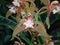 fragrant orchid flower - Cymbidium tracyanum