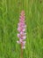 Fragrant orchid flower (Gymnadenia conopsea)