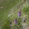 The fragrant orchid or marsh fragrant orchid, Gymnadenia conopsea pink flower in bloom on the alpine meadow, austria