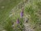 The fragrant orchid or marsh fragrant orchid, Gymnadenia conopsea pink flower in bloom on the alpine meadow, austria