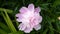 Fragrant peony with delicate pink blossoms against a dark green background . Sweet peony close-up . Bee friendly flower blossom .