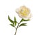 Fragrant peony on white background