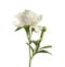 Fragrant peony on white background. Beautiful flower