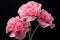 Fragrant Pink carnation. Generate Ai