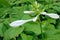 Fragrant plantain lily