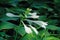 Fragrant plantain lily