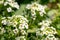 Fragrant profusely blooming plant lobularia, white flowers growing in garden