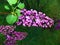 Fragrant purple Lilac blooms