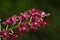 Fragrant Red Orchid ;Vanda Orchide