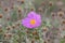 Fragrant Rockrose Flower