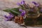 Fragrant sage oil in a glass bottle macro. horizontal