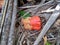 Fragrant Screwpine fruit Pandanus fascicularis, Pandanus odorifer, Pandanus tectorius with nature background.