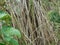 Fragrant Screwpine root Pandanus fascicularis, Pandanus odorifer, Pandanus tectorius with nature background.