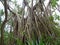 Fragrant Screwpine root Pandanus fascicularis, Pandanus odorifer, Pandanus tectorius with nature background.