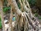 Fragrant Screwpine root Pandanus fascicularis, Pandanus odorifer, Pandanus tectorius with nature background.