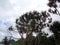 Fragrant Screwpine tree Pandanus fascicularis, Pandanus odorifer, Pandanus tectorius with nature background.