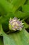 Fragrant Snailthread Cochliostema odoratissimum budding flowers
