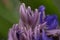 Fragrant Snailthread Cochliostema odoratissimum, close-up of pink buds