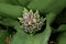 Fragrant Snailthread Cochliostema odoratissimum cluster of budding flowers