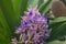 Fragrant Snailthread Cochliostema odoratissimum magenta-blue flowers
