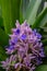 Fragrant Snailthread Cochliostema odoratissimum violet-blue flowers