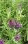 Fragrant spanish lavender lavandula Stoechas flowing close-up