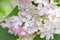 Fragrant spring lilac flowers in the springtime garden