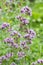 Fragrant thyme blooming in the garden. branches of Thymus serpyllum, lilac small flowers Aromatic Medical Spice Plant