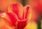 fragrant Tulip closeup growing in bright spring Park