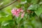 Fragrant Viburnum farreri, close-up pink flowers