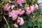 Fragrant Viburnum white-pink blossoms nature in detail