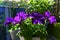 Fragrant violet petunia flowers. Unusual floral design of balcony garden with mirror