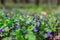 Fragrant violets wild flower English Sweet Violets, Viola odorata.