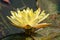 A fragrant water-lily flower and a Dragonfly standing on it in the water