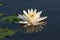 Fragrant Water Lily with Lily Pads