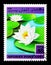 Fragrant water-lily (Nymphaea odorata), Aquatic Plants serie, ci