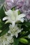 Fragrant white blooming Lily bunch