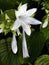 Fragrant white blossoms of Royal Standard Hosta