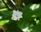 A fragrant white flower of Jasmine variety of Arabian jasmine