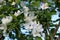 Fragrant white flowers on branches of tree with blue skies beyond