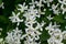 Fragrant white flowers of Clematis flammula or clematis Manchurian