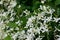 Fragrant white flowers of Clematis flammula or clematis Manchurian