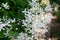 Fragrant white flowers of Clematis flammula or clematis Manchurian