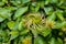 Fragrant white flowers of Clematis flammula or clematis Manchurian in summer garden closeup