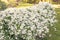 Fragrant white Jasmine flowers in bush or shrub