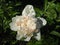 Fragrant white peony bloom amidst lush foliage