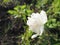 Fragrant white peony bloom amidst lush foliage