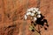 Fragrant White Sand verbena, Zion National Park