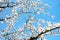 Fragrant white spring flowers against the blue sky